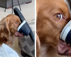 Dog Thinks He’s Sneaky While Chewing Shoe — Until He Realizes Mom Is Watching