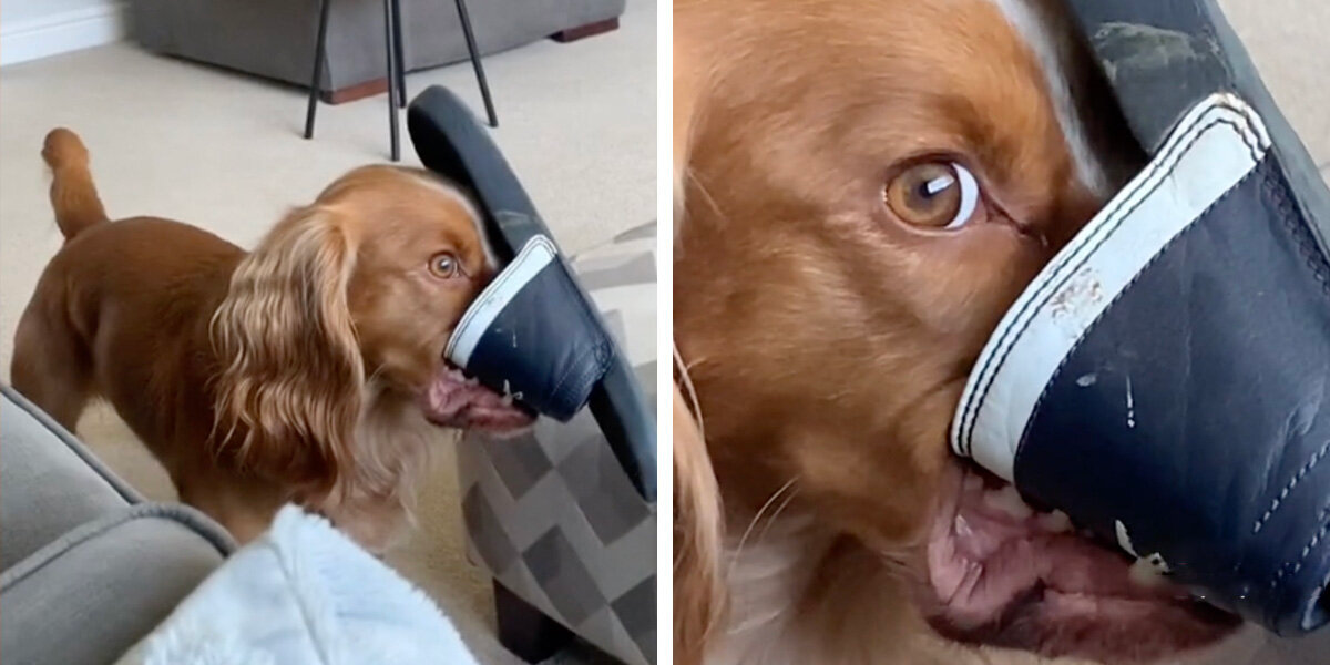 Dog Thinks He’s Sneaky While Chewing Shoe — Until He Realizes Mom Is Watching
