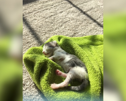 Kitten Who Ate Dirt To Survive Makes Miraculous Recovery