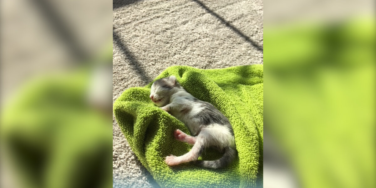 Kitten Who Ate Dirt To Survive Makes Miraculous Recovery