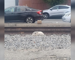 Fluffy Stray Dog Slept On Train Tracks, Hoping Someone Would See Him
