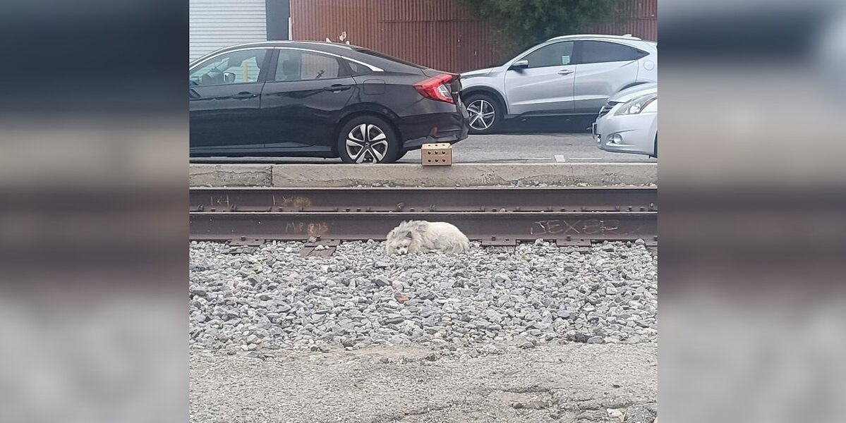 Fluffy Stray Dog Slept On Train Tracks, Hoping Someone Would See Him