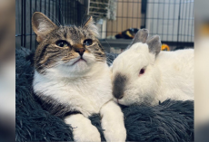 Injured Bunny Finds Love—and a Friend—in a Lonely Cat