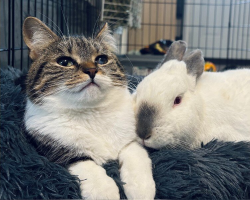 Injured Bunny Finds Love—and a Friend—in a Lonely Cat