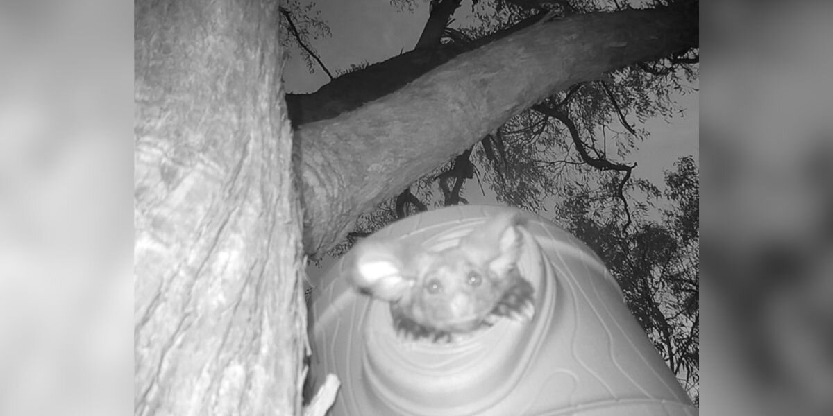 Rare, Adorable Animal Delights Scientists With Surprise Cameo on Hidden Camera