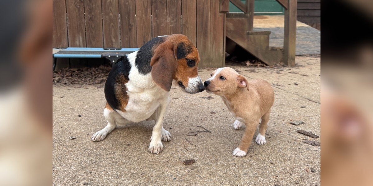 Three-Legged Dog Thrilled To Foster A Puppy Who’s Just Like Him