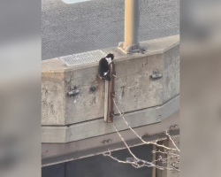 Crowd Rallies To Save Kitten Stranded 50 Feet Above Busy NYC Highway