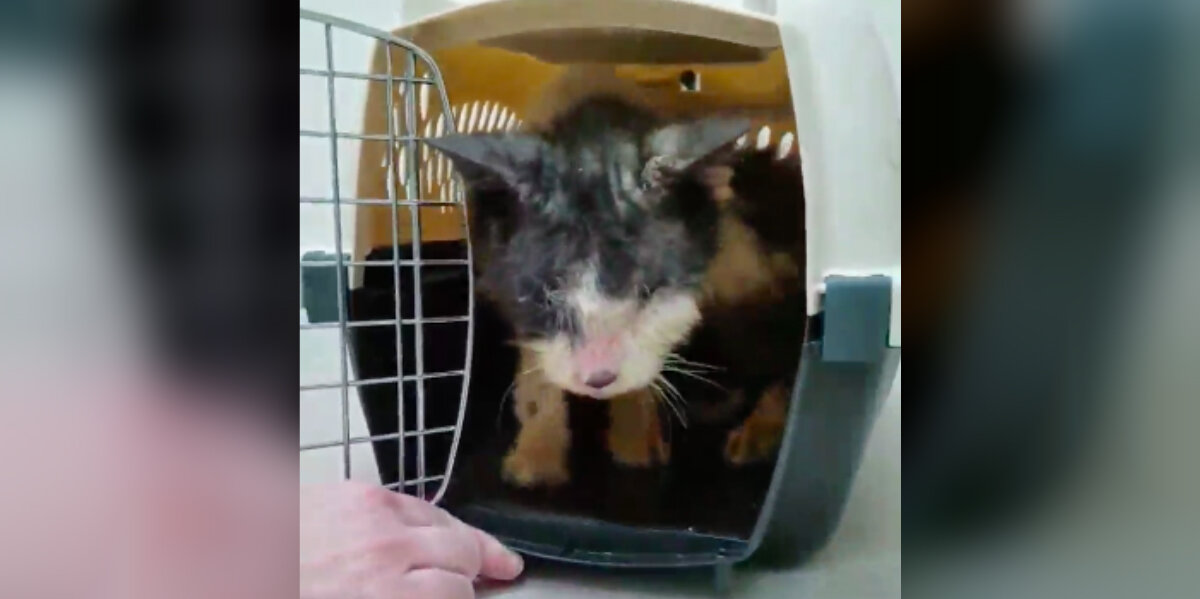 Cat Trapped In Carrier For 2 Years Finally Learns What Love Feels Like