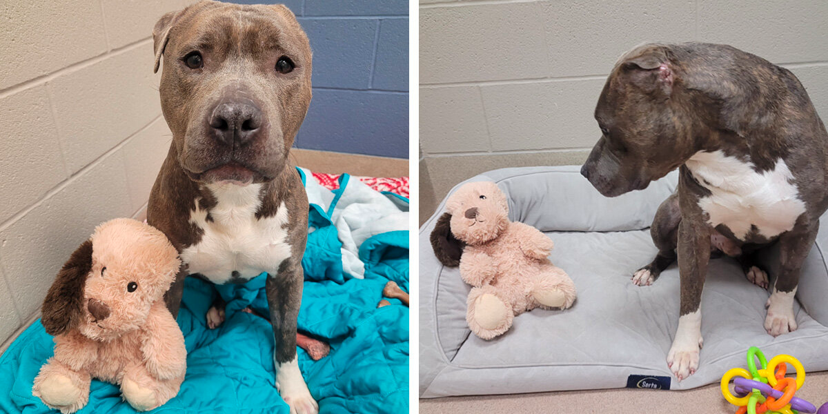 Shelter Pup With Missing Ear Gives His Favorite Toy A Matching Makeover