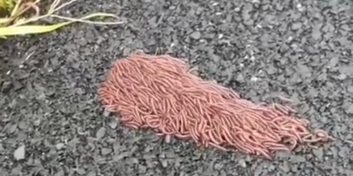 People Are Baffled By This Mysterious ‘Rolling Ball Of Spaghetti’