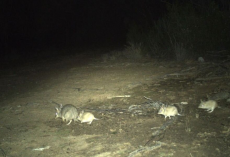 Researchers Capture Rare ‘Family Portrait’ Of Animals Missing For 150 Years