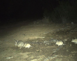 Researchers Capture Rare ‘Family Portrait’ Of Animals Missing For 150 Years