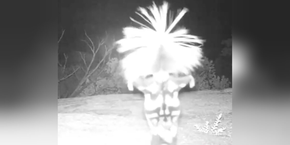Wildlife Camera Captures Tiny 'Dancer' Showing Off Surprising Moves