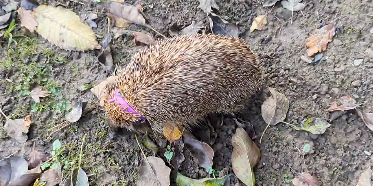 Gardener Rushes To Help Hedgehog Trapped In Plastic 'Necklace'
