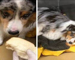 Dog Refuses To Take Pills — Turns Sandwiches Into Pillows Instead