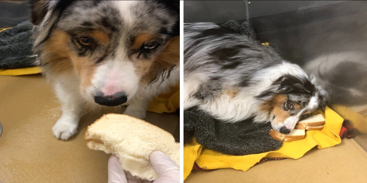 Dog Refuses To Take Pills — Turns Sandwiches Into Pillows Instead