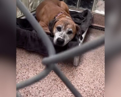 Senior Dog Rescued From ‘House Of Horrors’ Hopes Someone Will Finally Notice Her