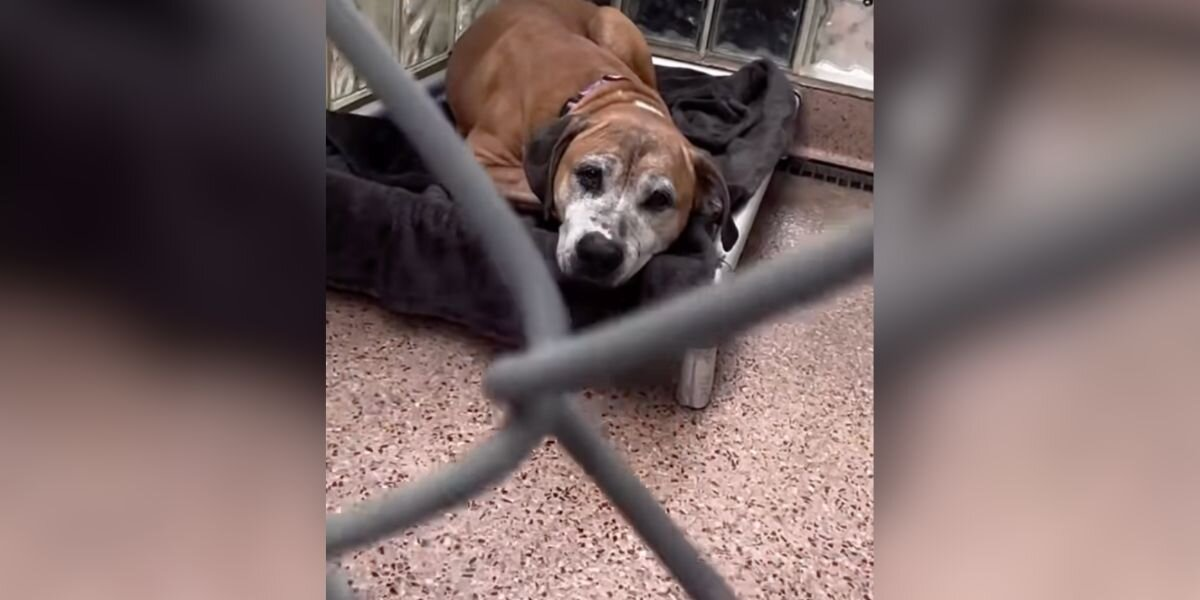 Senior Dog Rescued From ‘House Of Horrors’ Hopes Someone Will Finally Notice Her