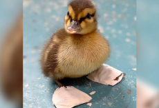 Rescuers Make Tiny Shoes To Help Orphaned Duckling Walk Again