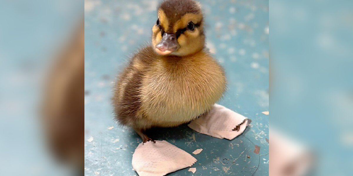 Rescuers Make Tiny Shoes To Help Orphaned Duckling Walk Again
