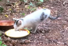 Stray Kitten Born With Two Legs Grows Into A Confident, Thriving Cat
