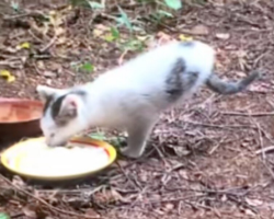 Stray Kitten Born With Two Legs Grows Into A Confident, Thriving Cat