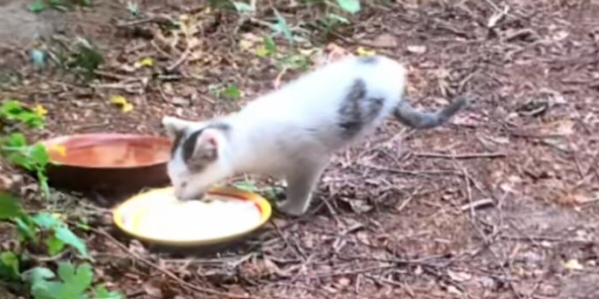 Stray Kitten Born With Two Legs Grows Into A Confident, Thriving Cat