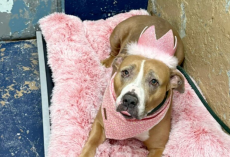Shelter’s Sweet “Queen” Has Gone Viral — But She’s Still Waiting For A Home After 400 Days
