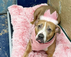 Shelter’s Sweet “Queen” Has Gone Viral — But She’s Still Waiting For A Home After 400 Days