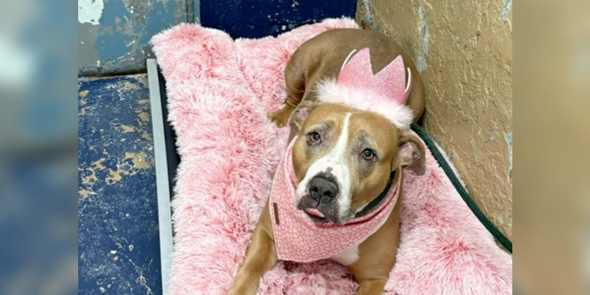 Shelter’s Sweet “Queen” Has Gone Viral — But She’s Still Waiting For A Home After 400 Days