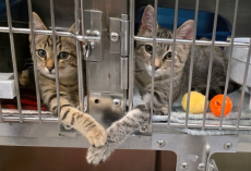 Shelter Worker Catches Two Kittens Sharing The Sweetest Moment