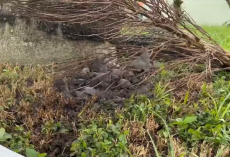 Storm-Damaged Tree Reveals Hundreds Of Tiny Faces Waiting For Help