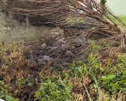 Storm-Damaged Tree Reveals Hundreds Of Tiny Faces Waiting For Help
