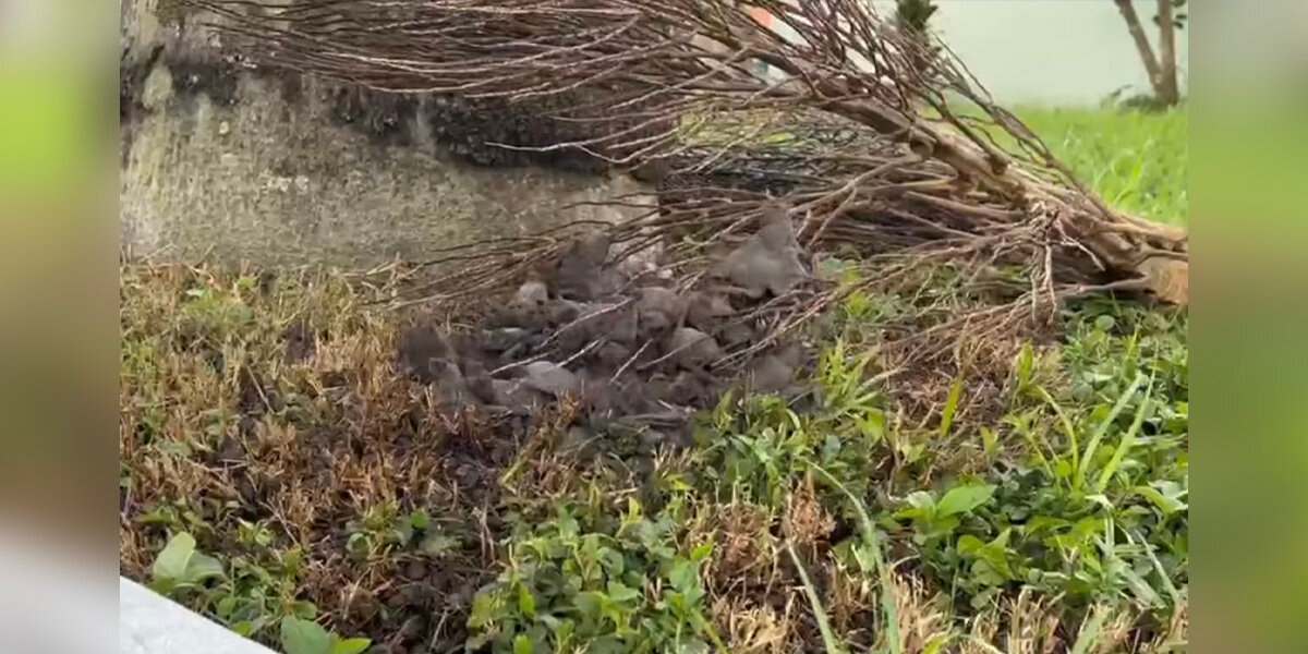 Storm-Damaged Tree Reveals Hundreds Of Tiny Faces Waiting For Help