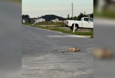 Exhausted Stray Collapses In The Road — Until A Hero Steps In