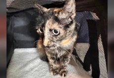 Cat Loses Her Babies — Until An Orphaned Kitten Gives Her A Reason To Love Again