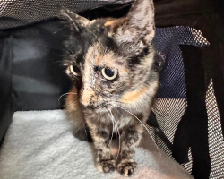 Cat Loses Her Babies — Until An Orphaned Kitten Gives Her A Reason To Love Again