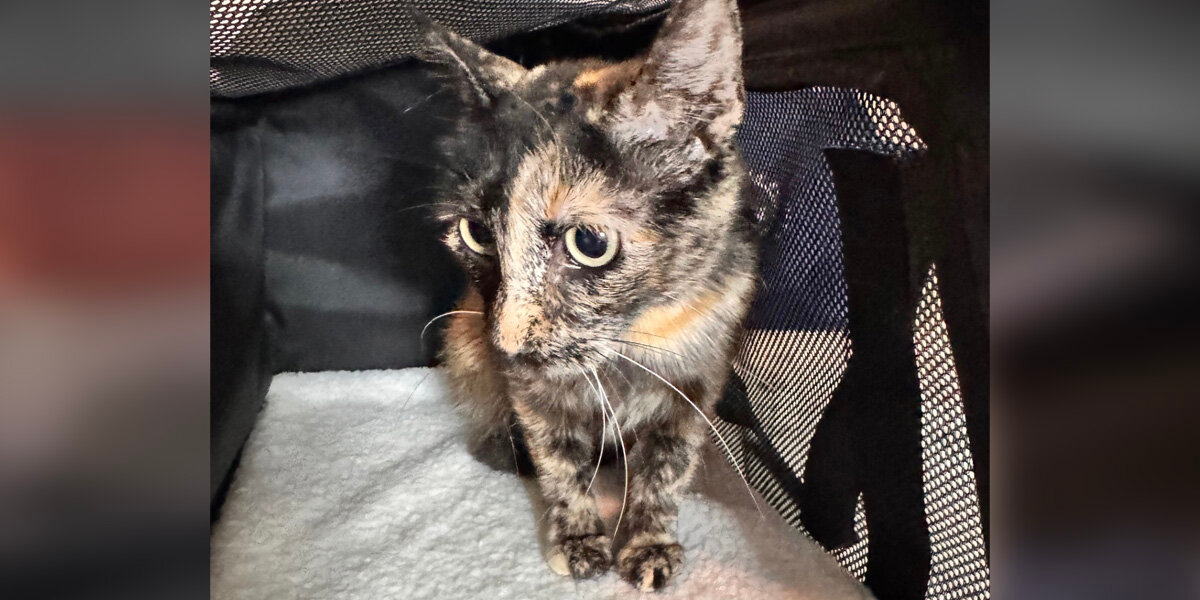 Cat Loses Her Babies — Until An Orphaned Kitten Gives Her A Reason To Love Again
