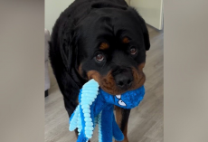 Anxious Rottweiler Finds Comfort In The Most Unexpected Way