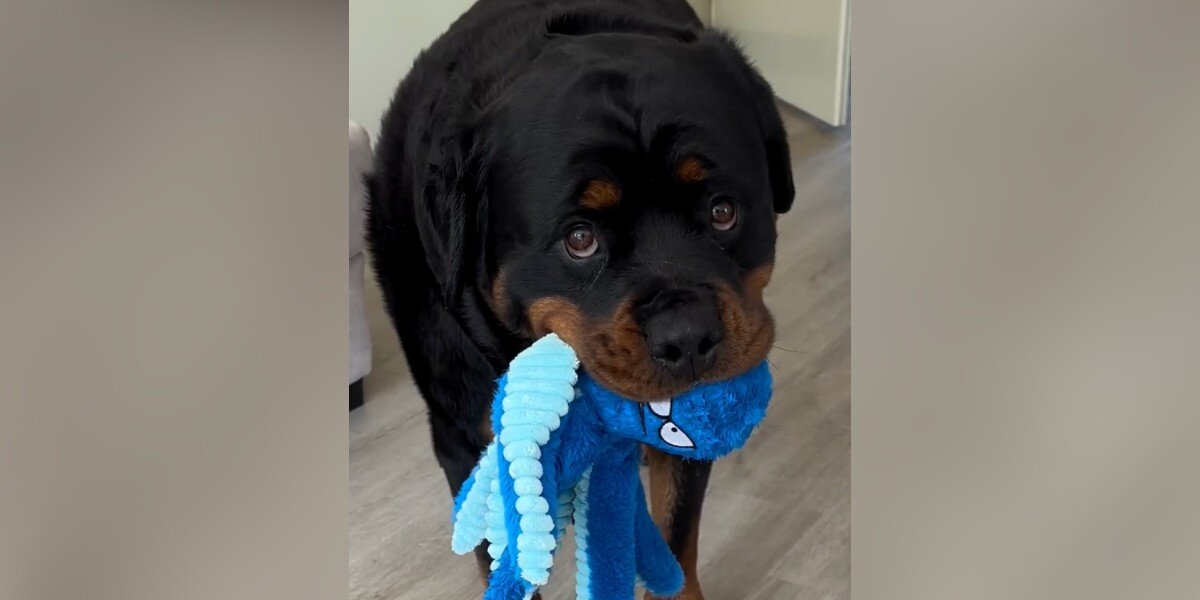 Anxious Rottweiler Finds Comfort In The Most Unexpected Way