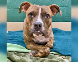 Dog With the Sweetest Pout Has Waited More Than 400 Days for a Forever Family