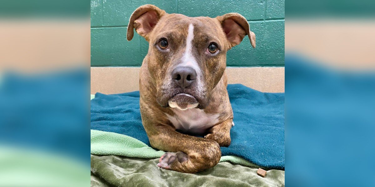 Dog With the Sweetest Pout Has Waited More Than 400 Days for a Forever Family