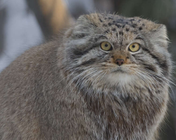 Rare Wild Cats Discovered Living High On Mount Everest
