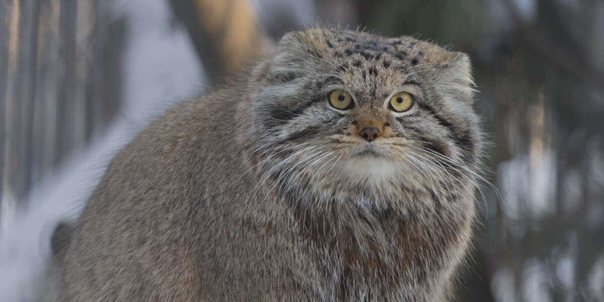 Rare Wild Cats Discovered Living High On Mount Everest