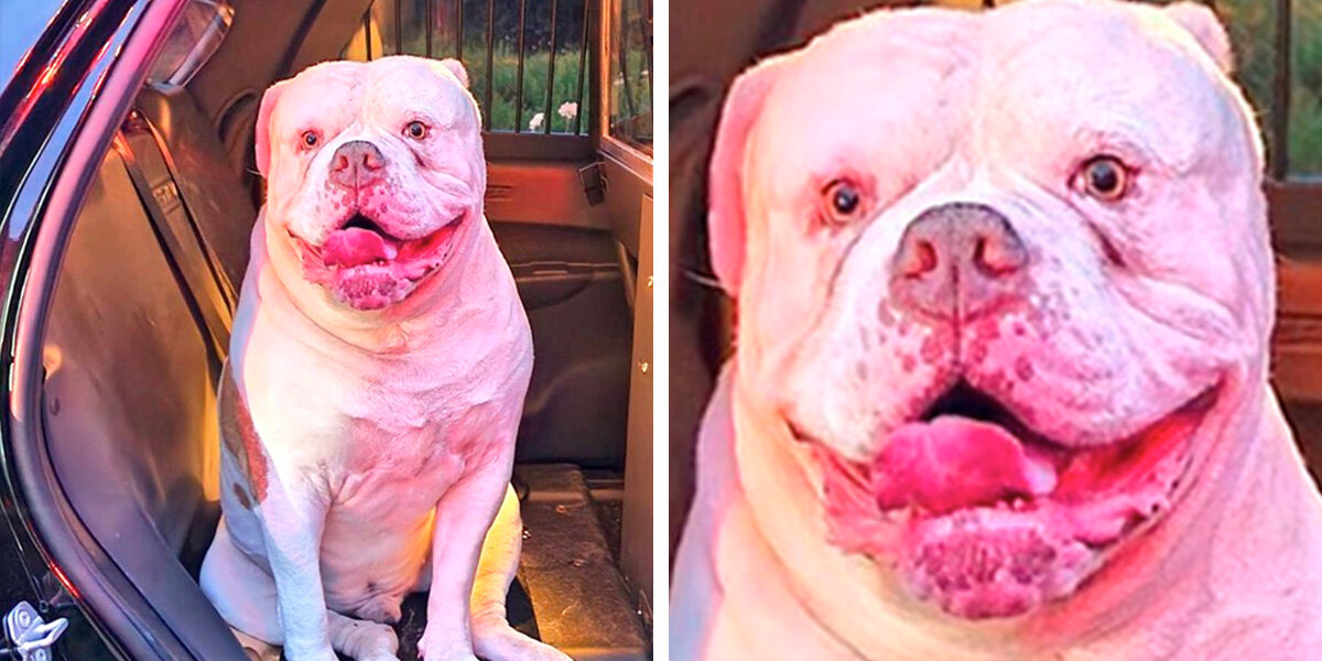 Brave Pup Saves Family From House Fire — Proves He’s the Goodest Boy