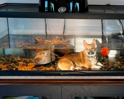 Woman Looks Into Turtle Tank — And Spots Someone Who Definitely Doesn’t Belong