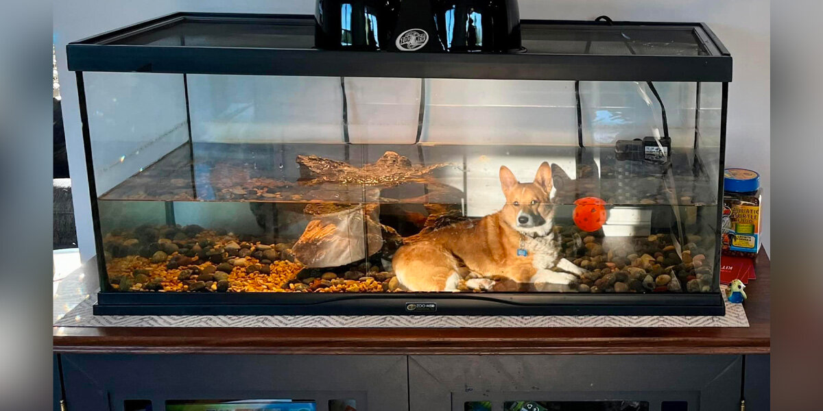Woman Looks Into Turtle Tank — And Spots Someone Who Definitely Doesn’t Belong