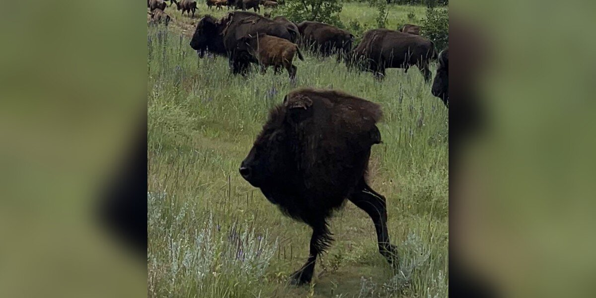 Woman’s Attempt At Scenic Photo Turns Into Hilarious Bison Fail