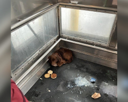 Scared Dog Found Hiding In Train Station Elevator Finally Gets The Life He Deserves