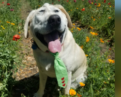 Dog Once Rejected For His Face Finds A Mom Who Sees Him As Perfect